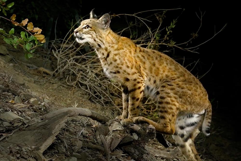 Bobcat_Poster_d