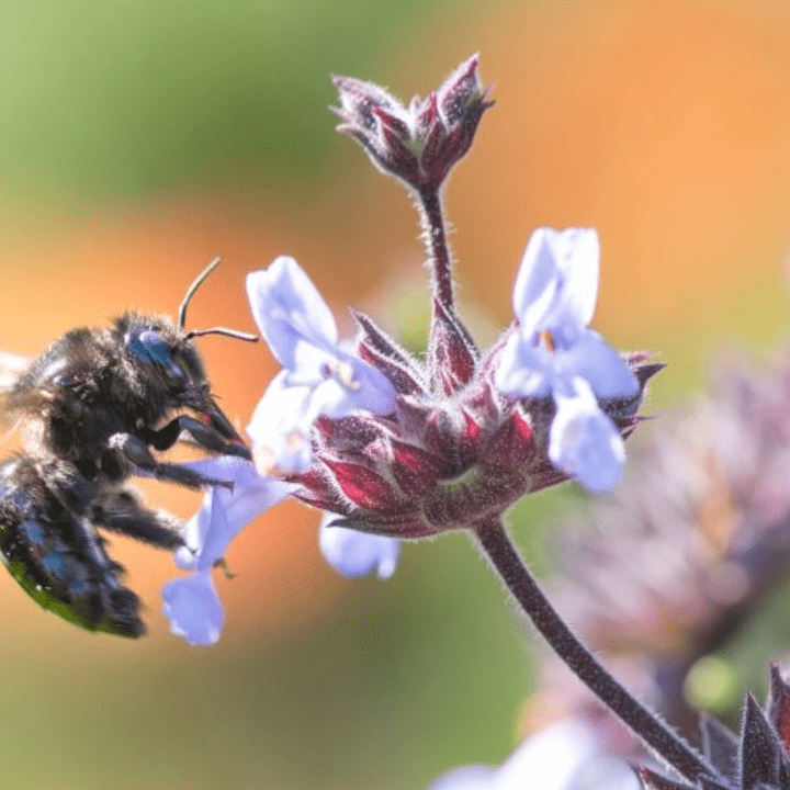 CarpenterBeeFly_PurpleFlower-1024x682@2x
