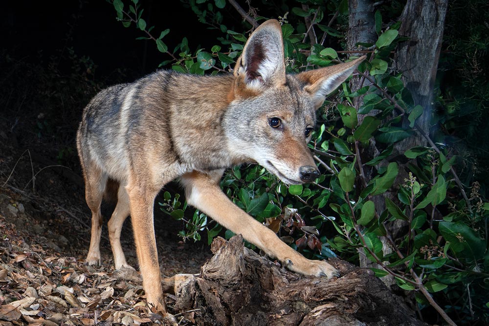 CoyoteMiddleTrailLegOnLogWeb