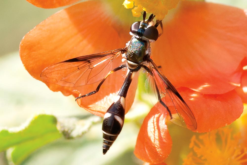 Four-spottedAphidFly_Web