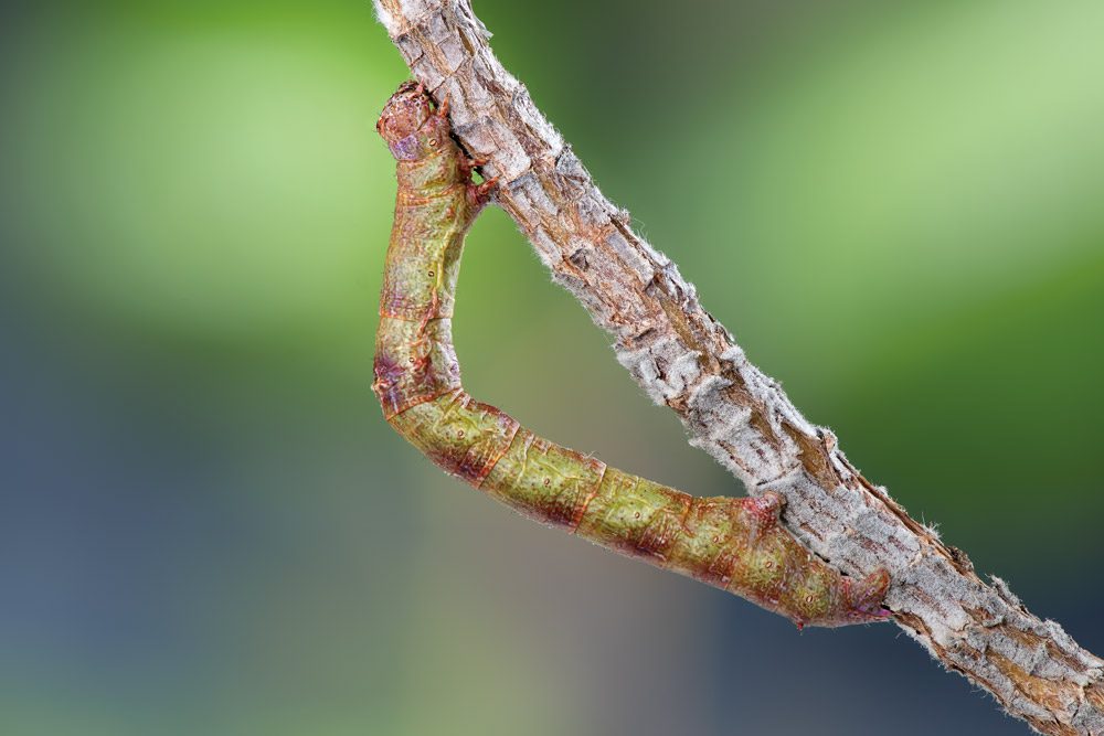 GeometridCaterpillar.