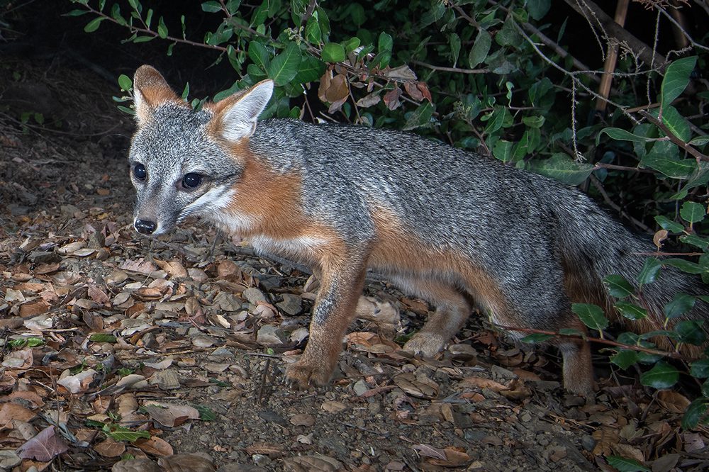 GrayFox_FrontView_01-copy
