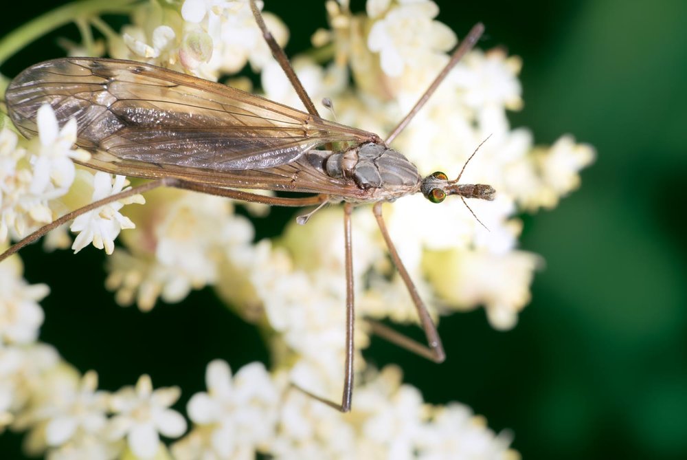 Yikes – So Many Crane Flies! - Gottlieb Native Garden