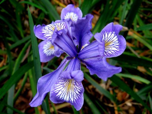 calscape-california-native-plant-society-gottlieb-native-garden