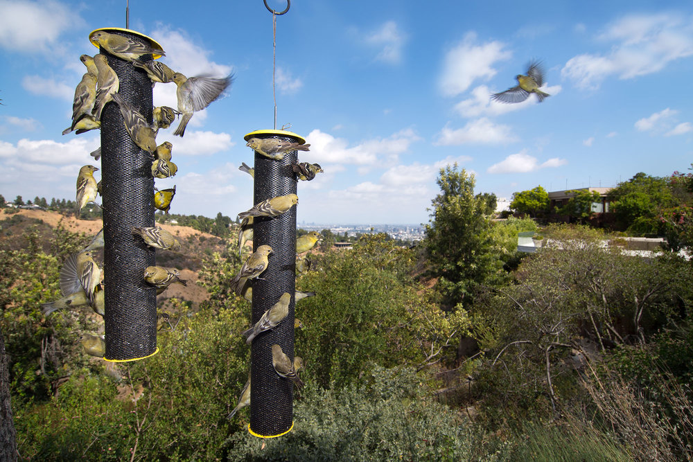 Lesser Goldfinches are Back! - Gottlieb Native Garden