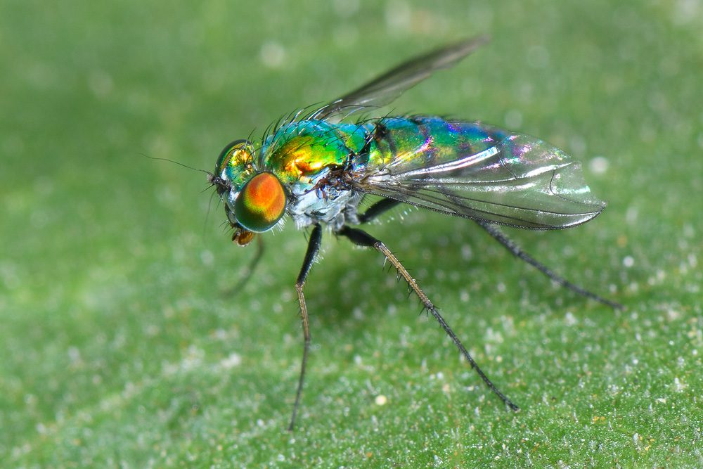 LongleggedFly