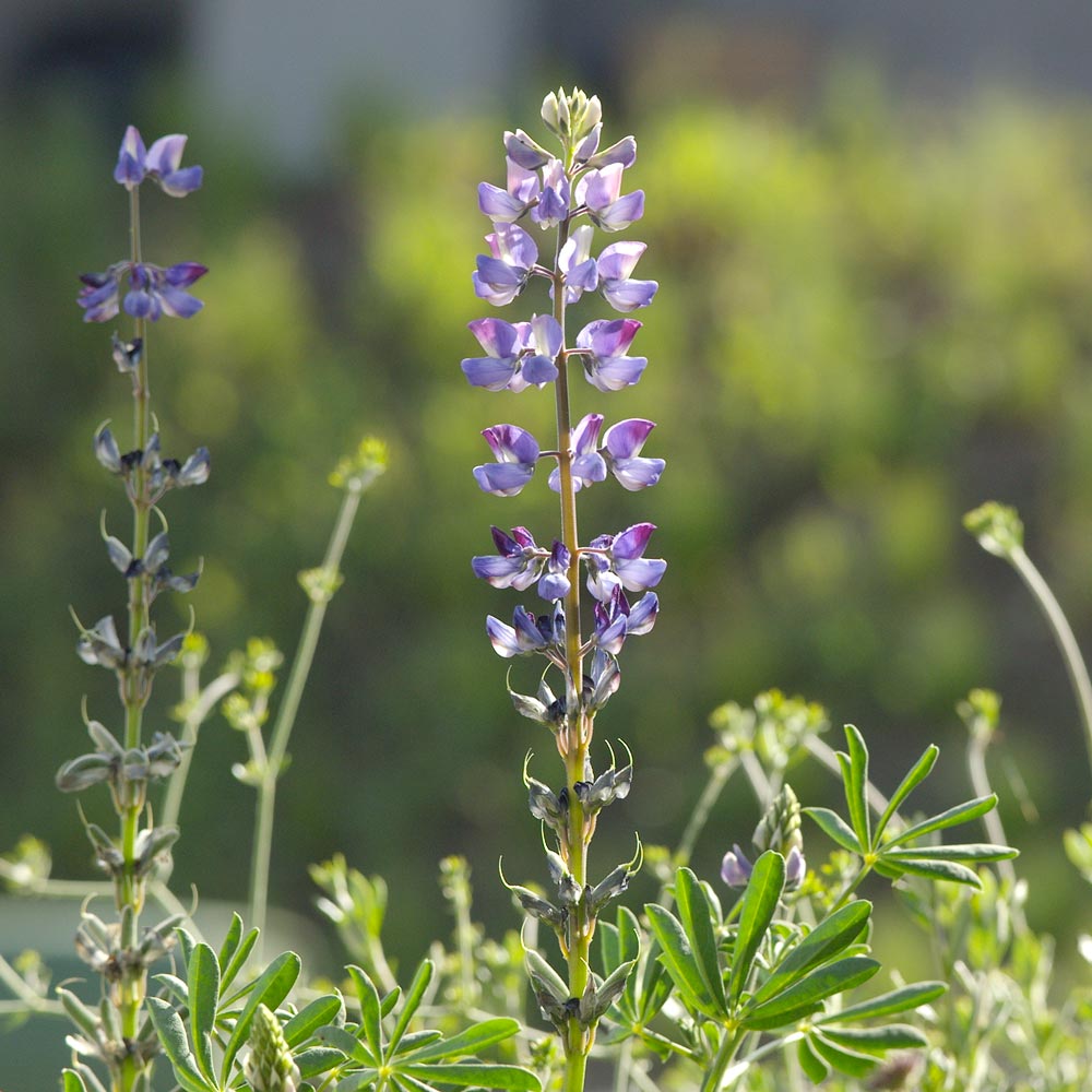 Lupin