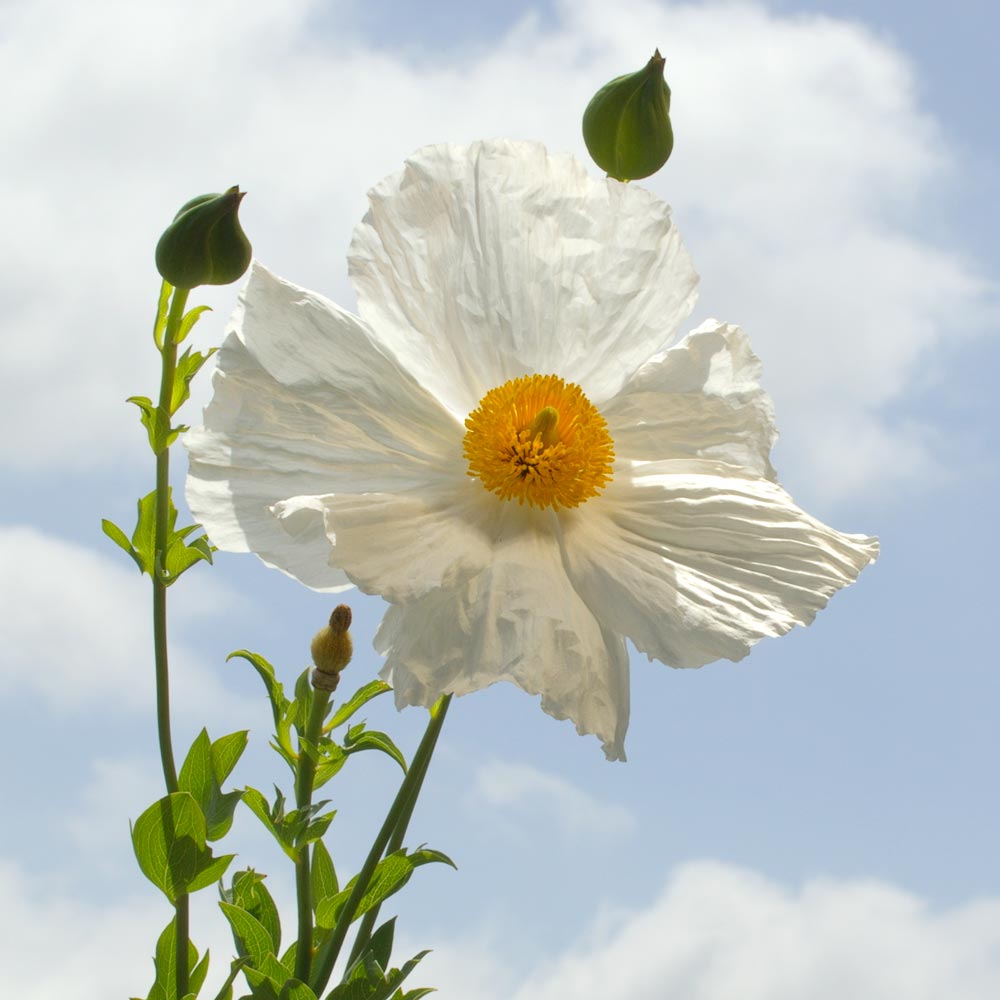 Matilija-Poppy