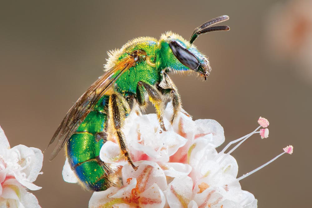 MetGreenBee1000px