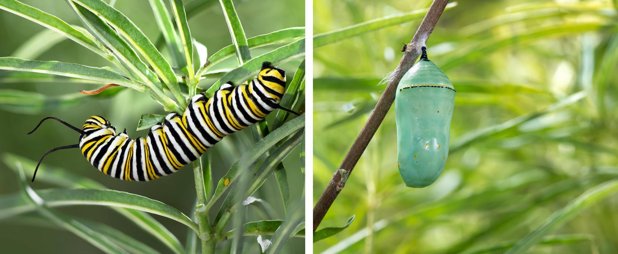 monarch-butterfly-facts-for-kids-monarch-butterfly-diet-habitat