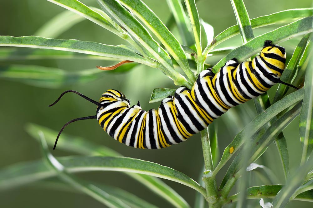 MonarchLarvaNarrowleaf1000a