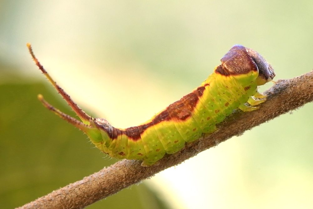 MothCat