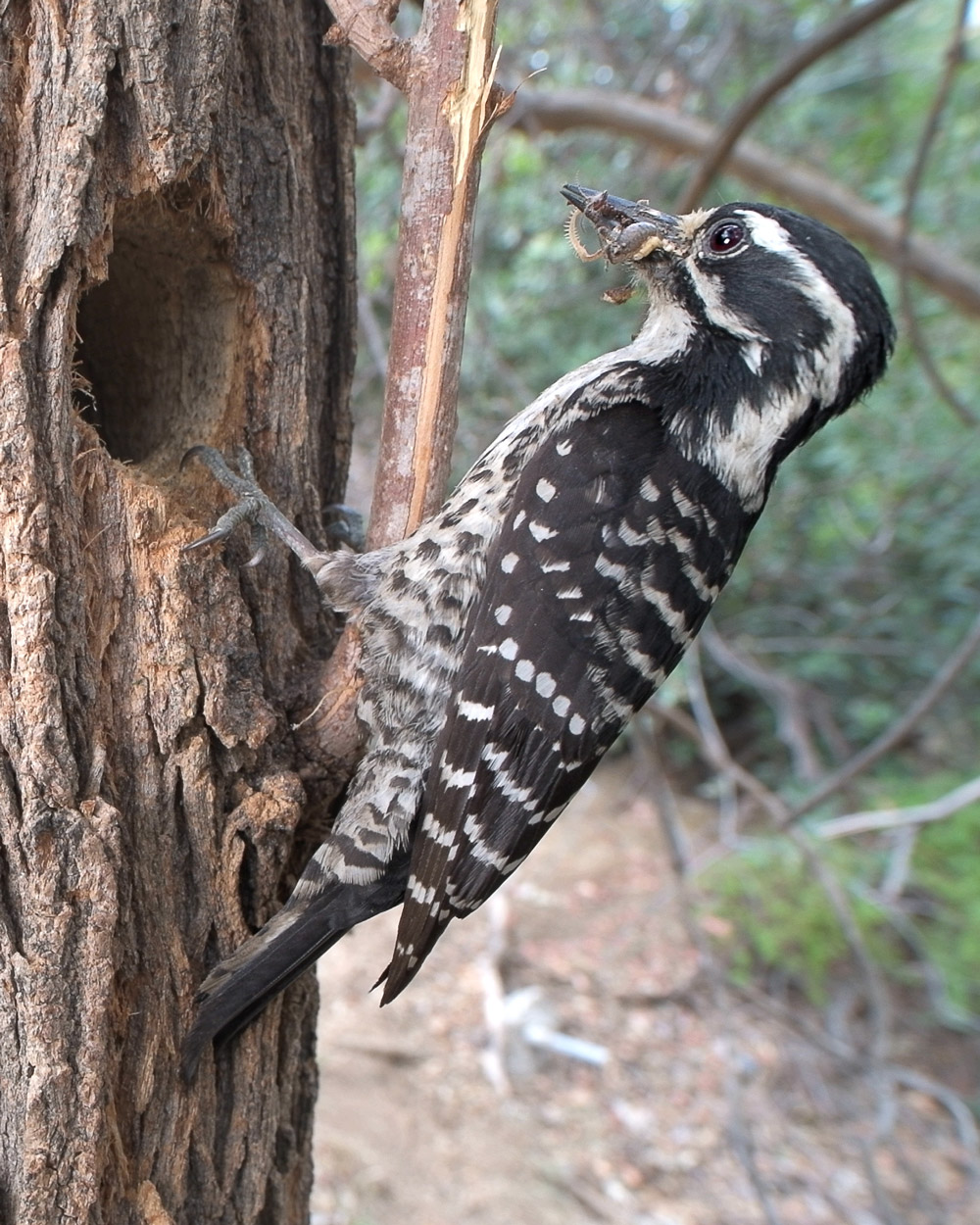 Nesting Nuttalls Woodpeckers Gottlieb Native Garden