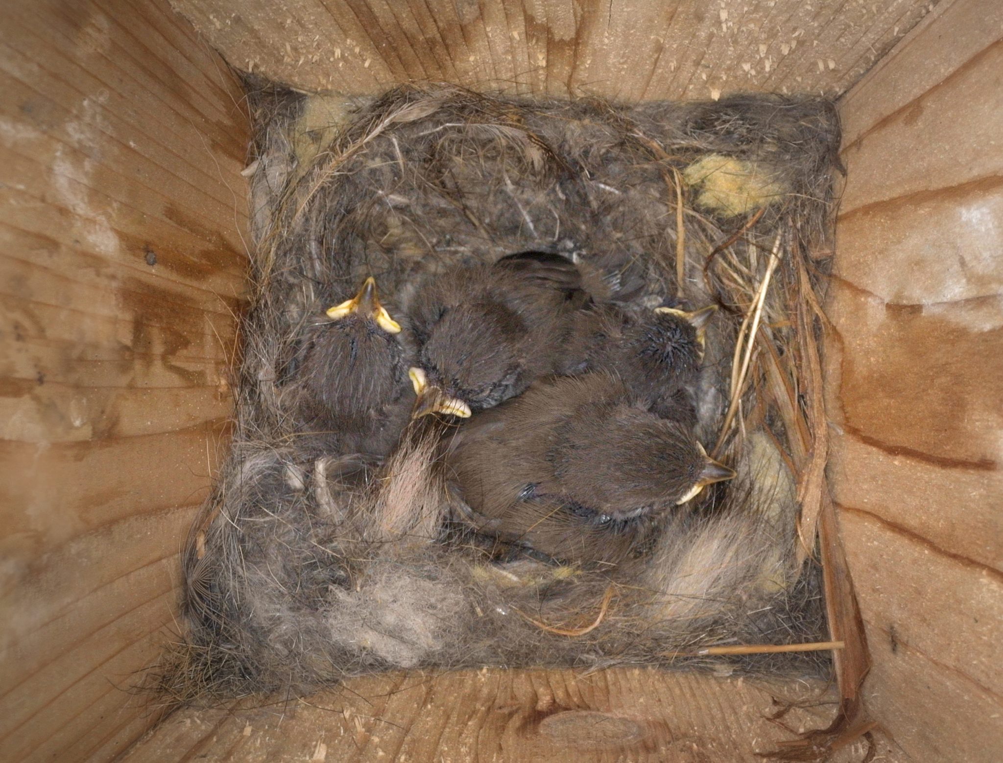 Oak Titmouse Nest - Gottlieb Native Garden