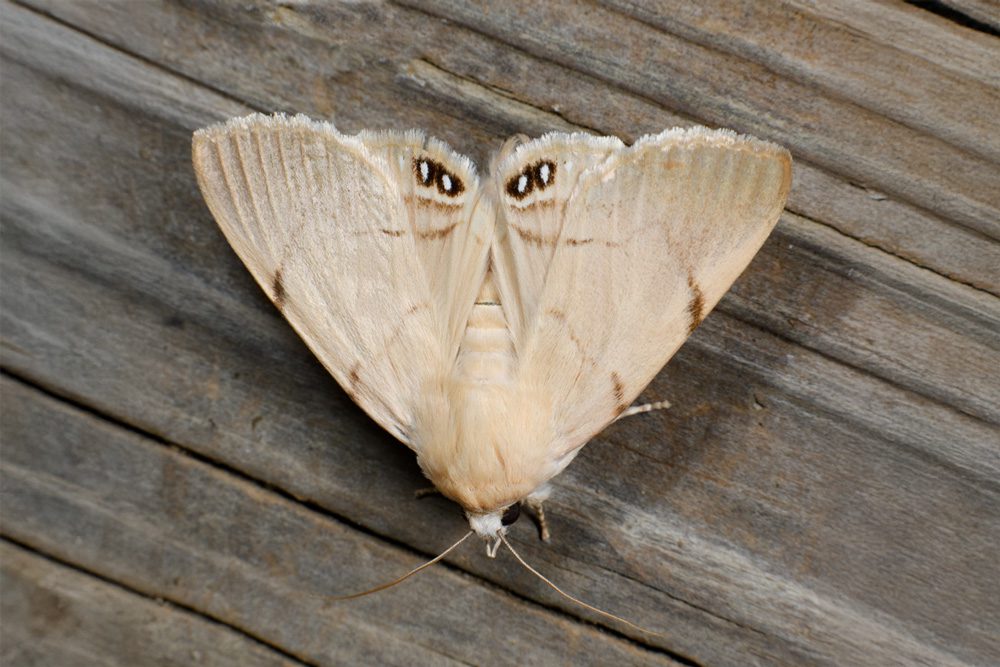 PalmMoth