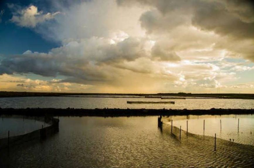 Rice fields provide protected habitat for young salmon Gottlieb