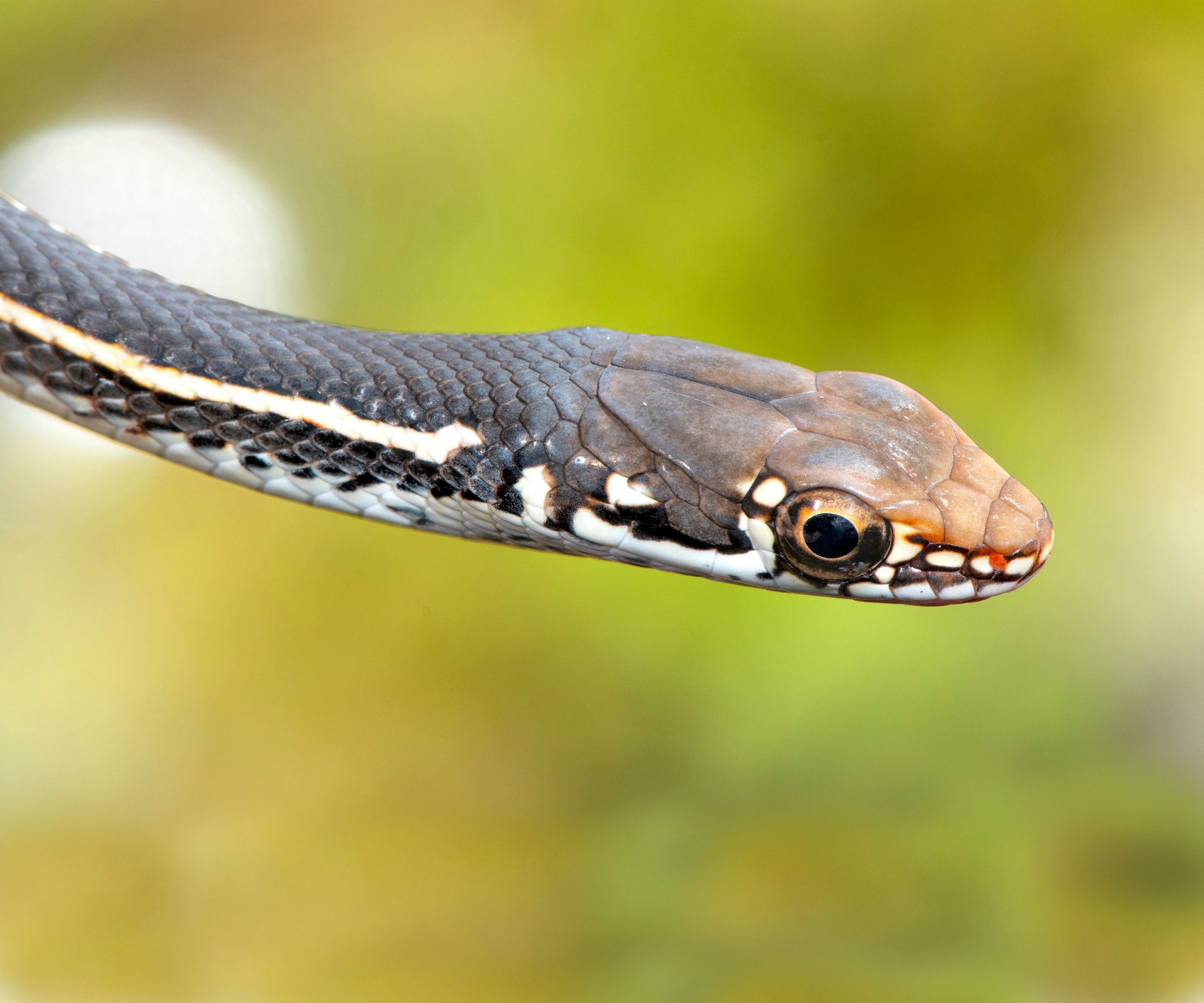California Striped Racer Gottlieb Native Garden