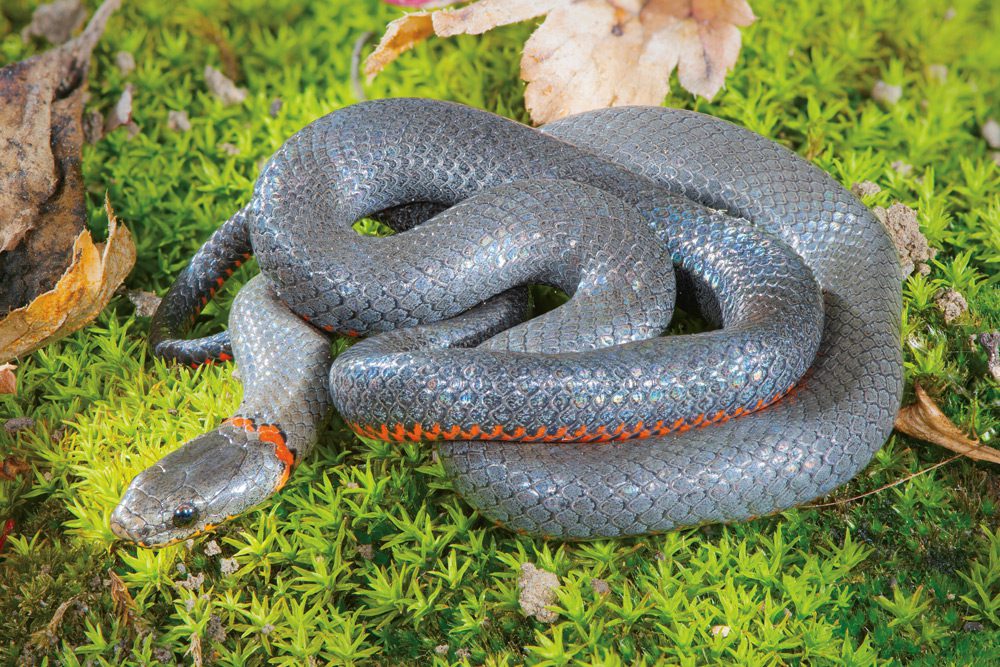 Ring-neckedSnake_03