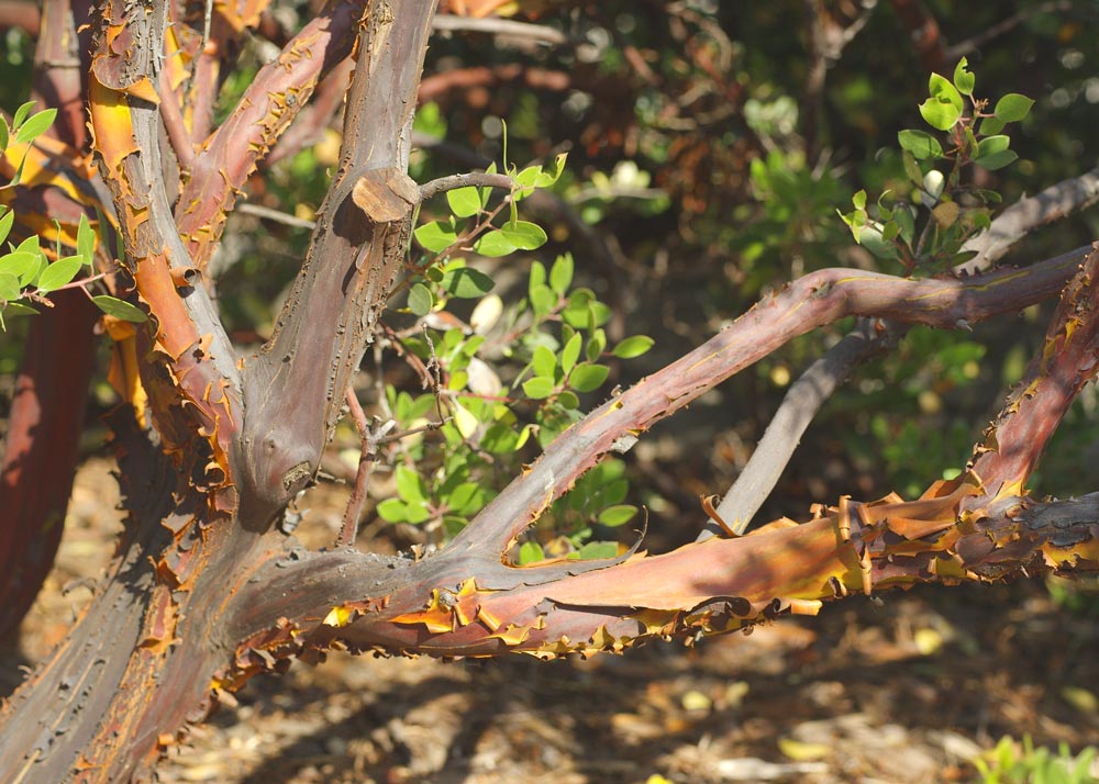 S-manzanita.Still003