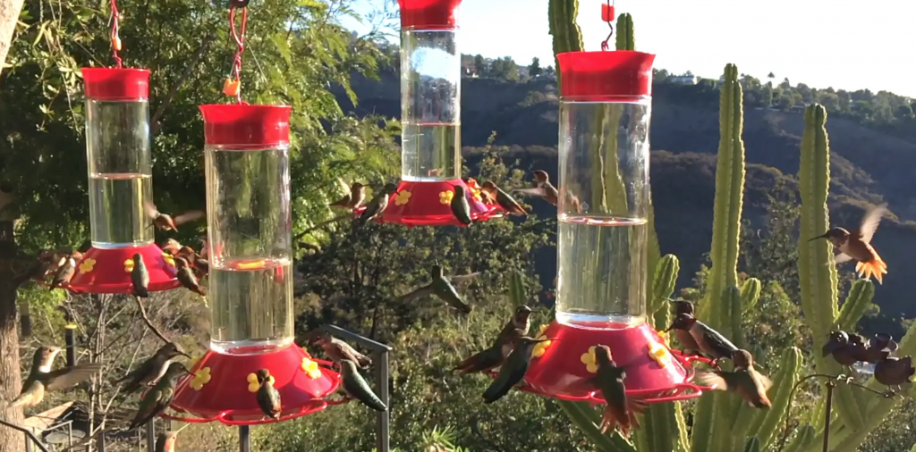 Windy Morning at the Hummingbird Feeders - Gottlieb Native Garden