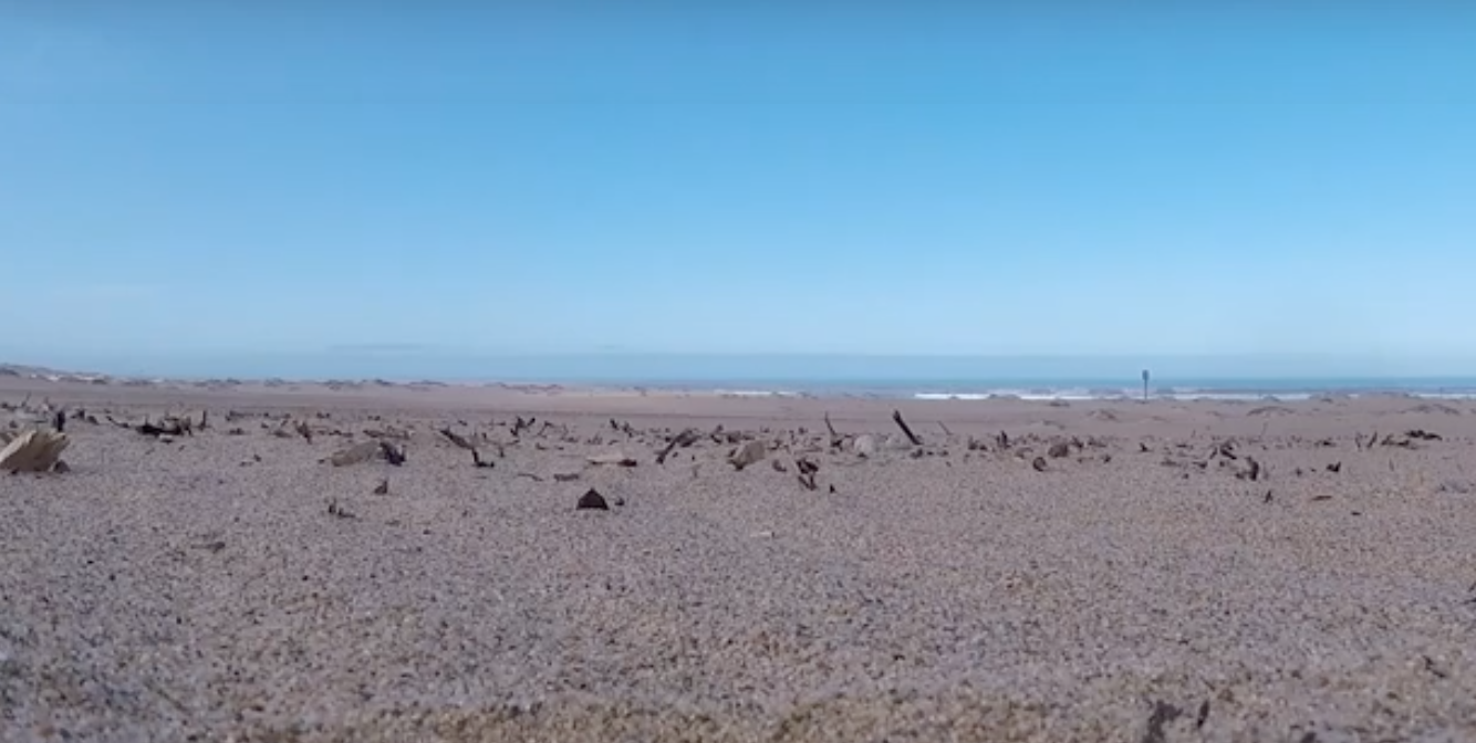 You can help Western Snowy Plovers on California beaches Gottlieb