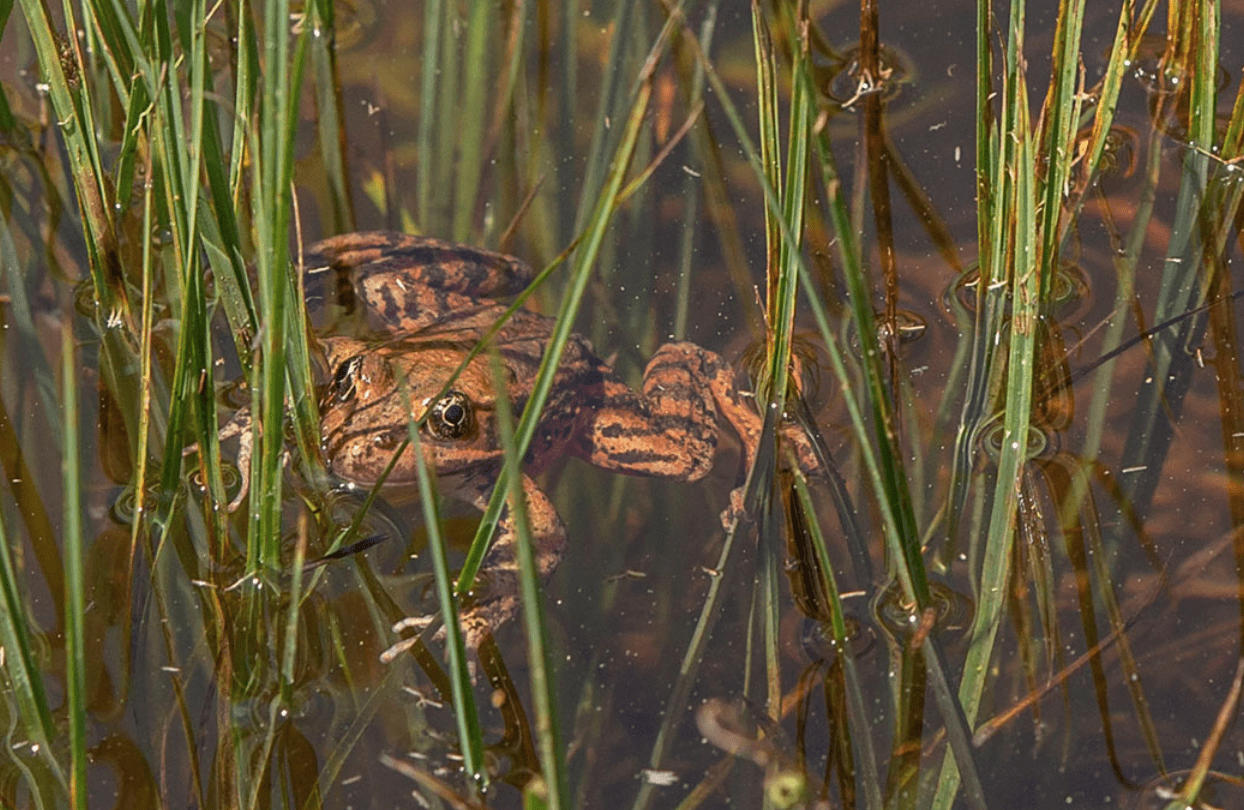 Redlegged frogs successfully reintroduced to Yosemite Gottlieb