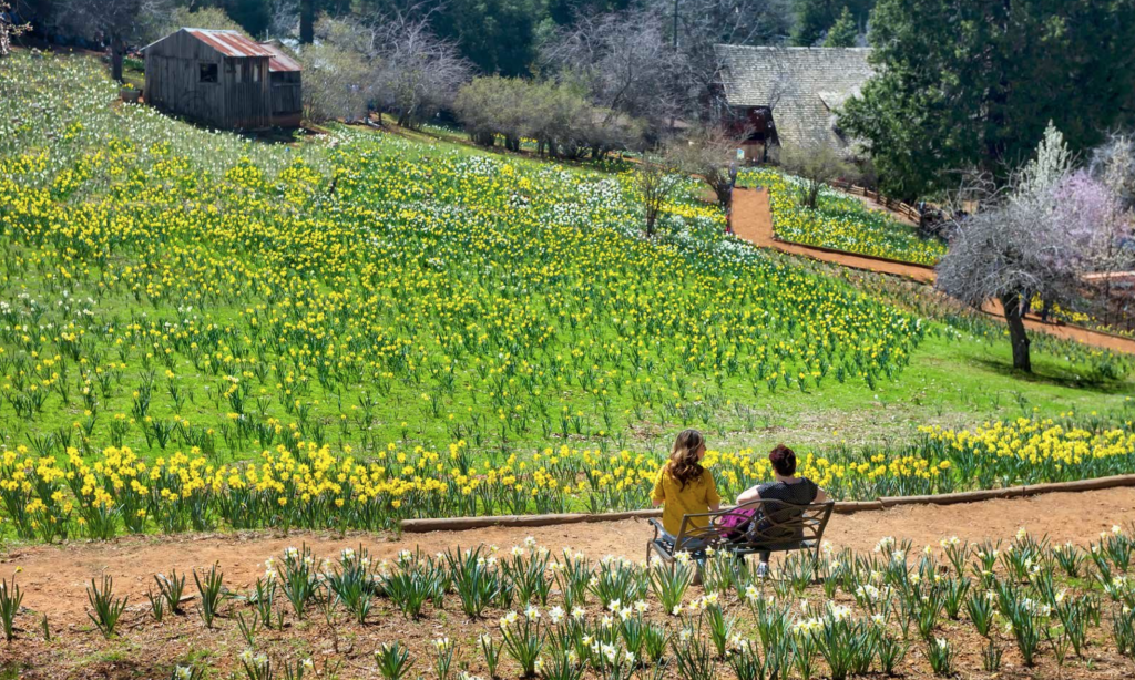 Famous Daffodil Hill in California Is Closing Indefinitely Due to