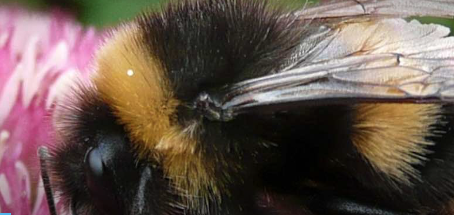 Native Bumble Bees Are Poised to Be First Pollinators Protected Under
