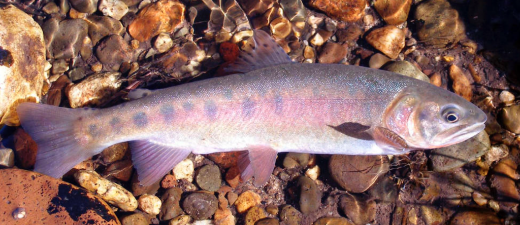 Rare California Trout Species Returns To Native Habitat Gottlieb