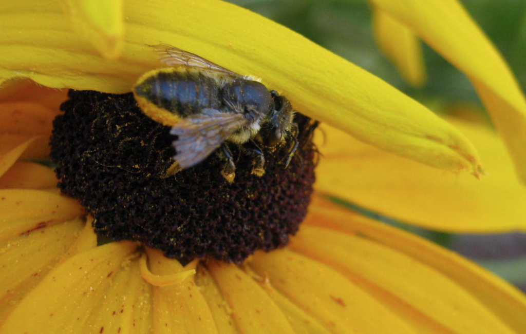 Ask The Master Gardener: Inviting Bees To Your Garden — The Best Of The ...