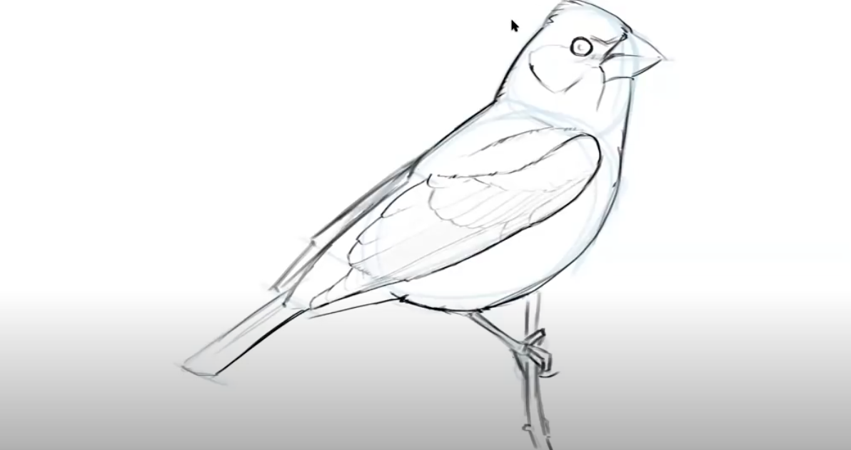 How to Draw Birds with John Muir Laws Gottlieb Native Garden