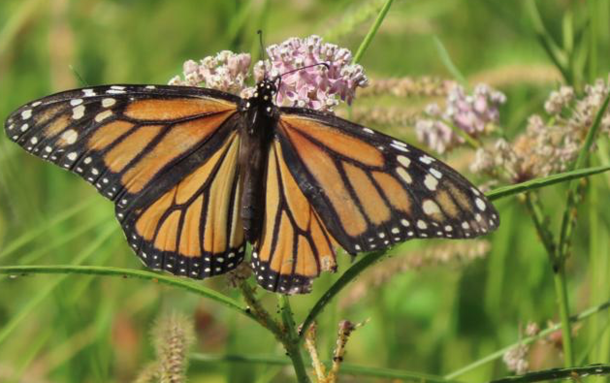 Dos Rios Ranch set to be newest California park - Gottlieb Native Garden