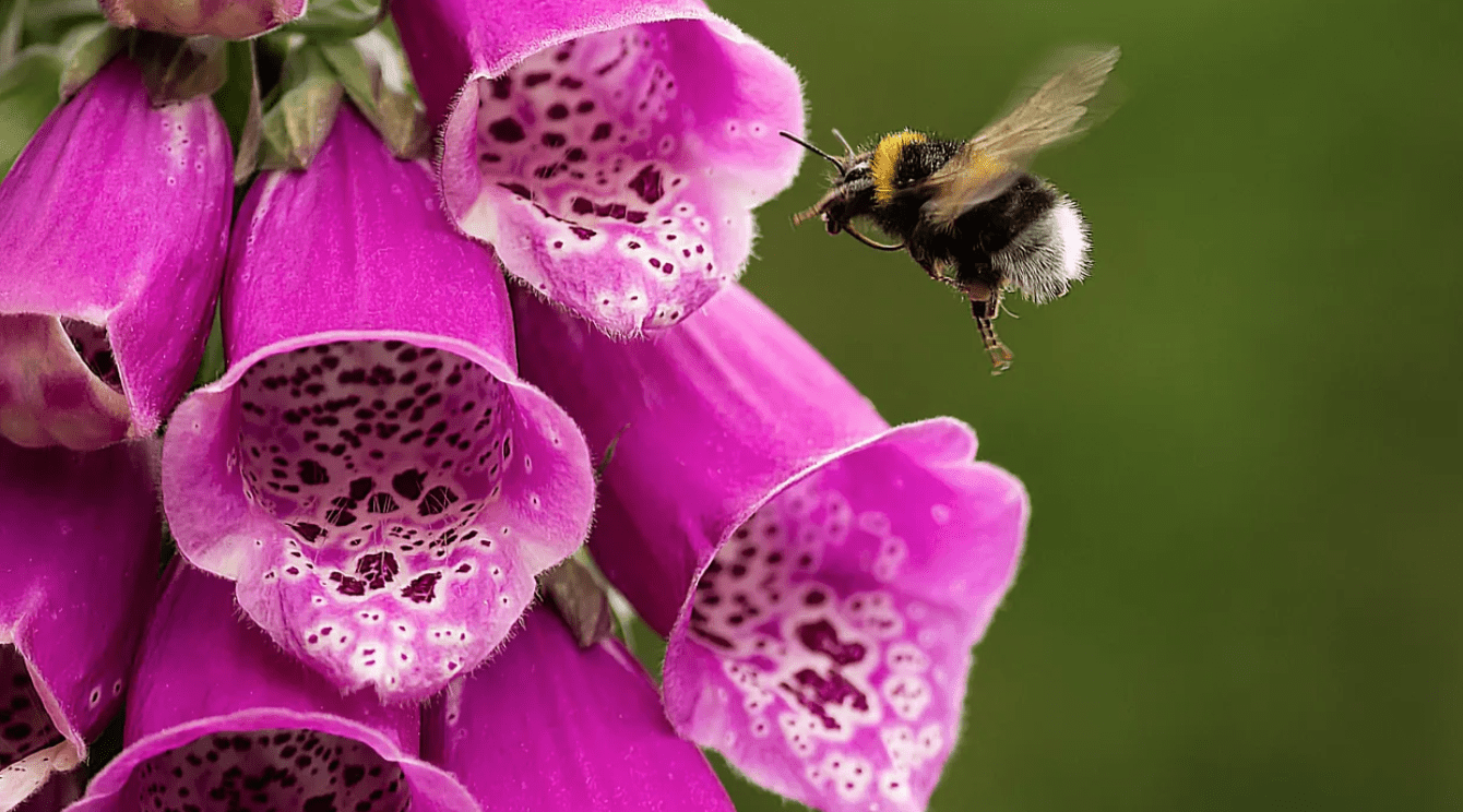 the-beautiful-flowers-that-bees-can-t-use-gottlieb-native-garden
