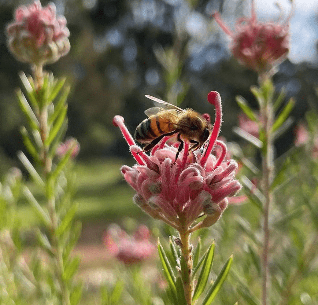 What Are Native Plants And Why Are They So Crucial To Our Ecosystems what-are-native-plants-and-why-are-they-so-crucial-to-our-ecosystems