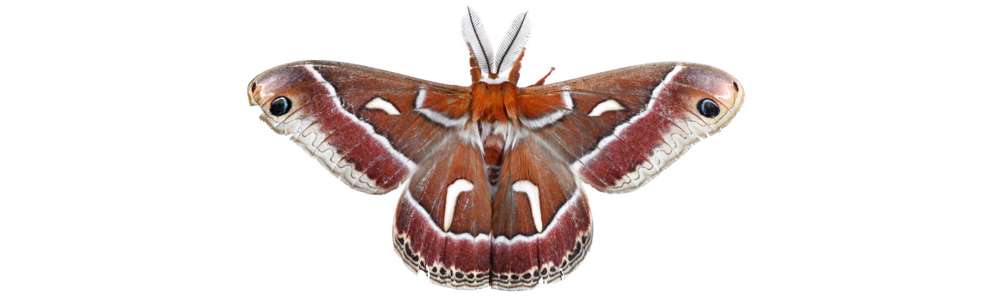 SilkMoth2