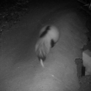 Exaggerated white markings