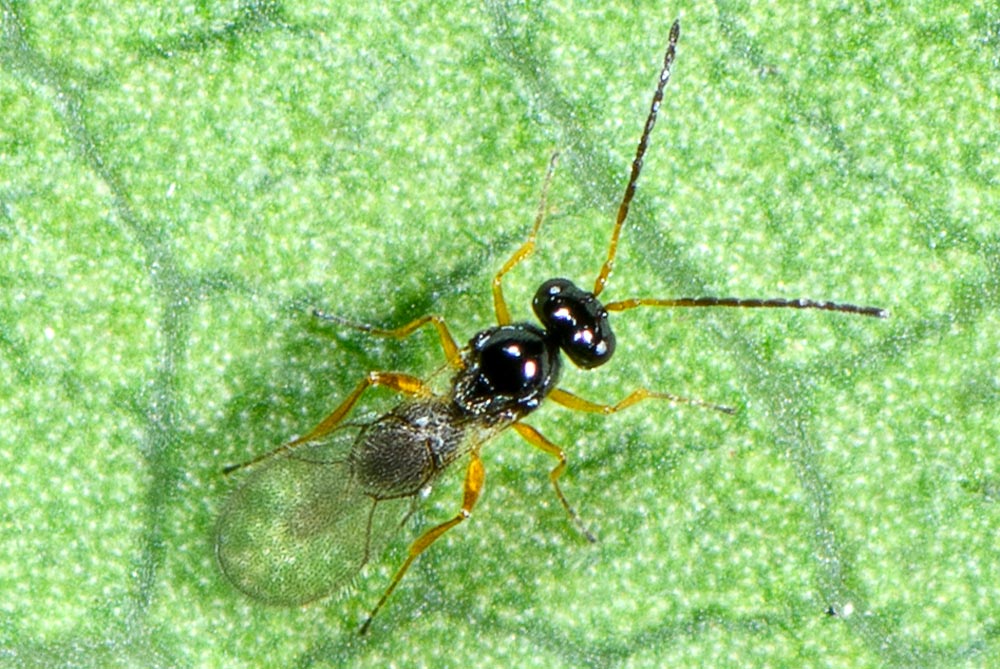 SmallWaspWeb2