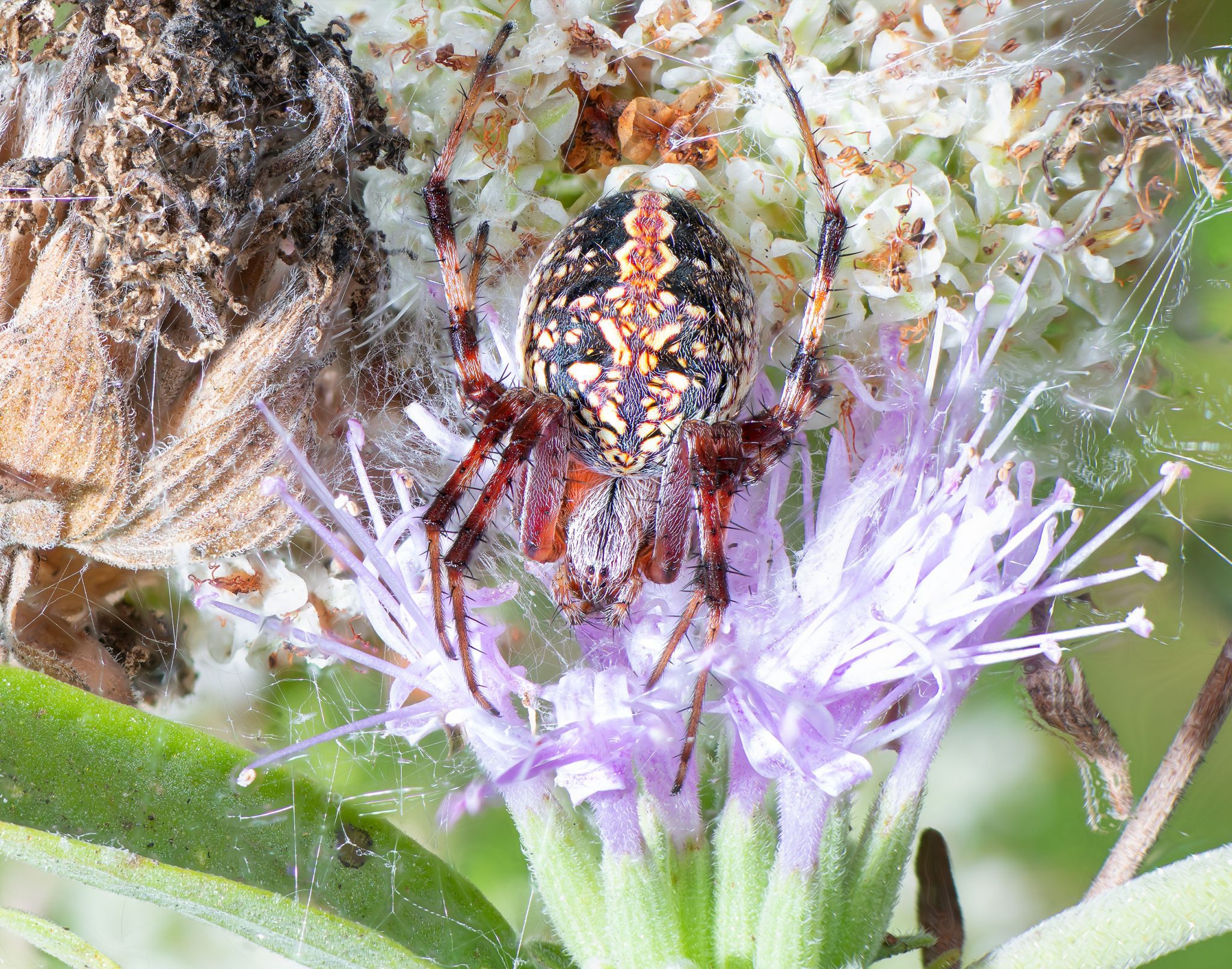 Western Spotted Orbweaver - Gottlieb Native Garden