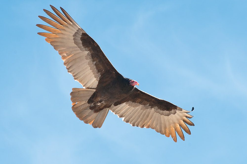 TUVU