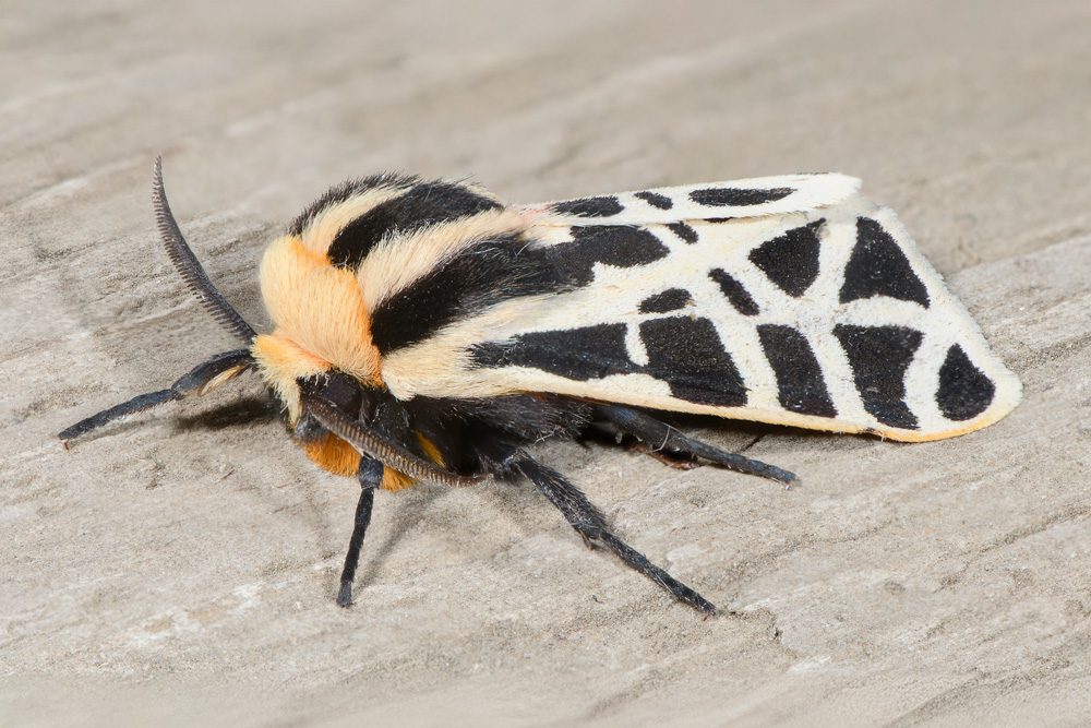 TigerMothWeb