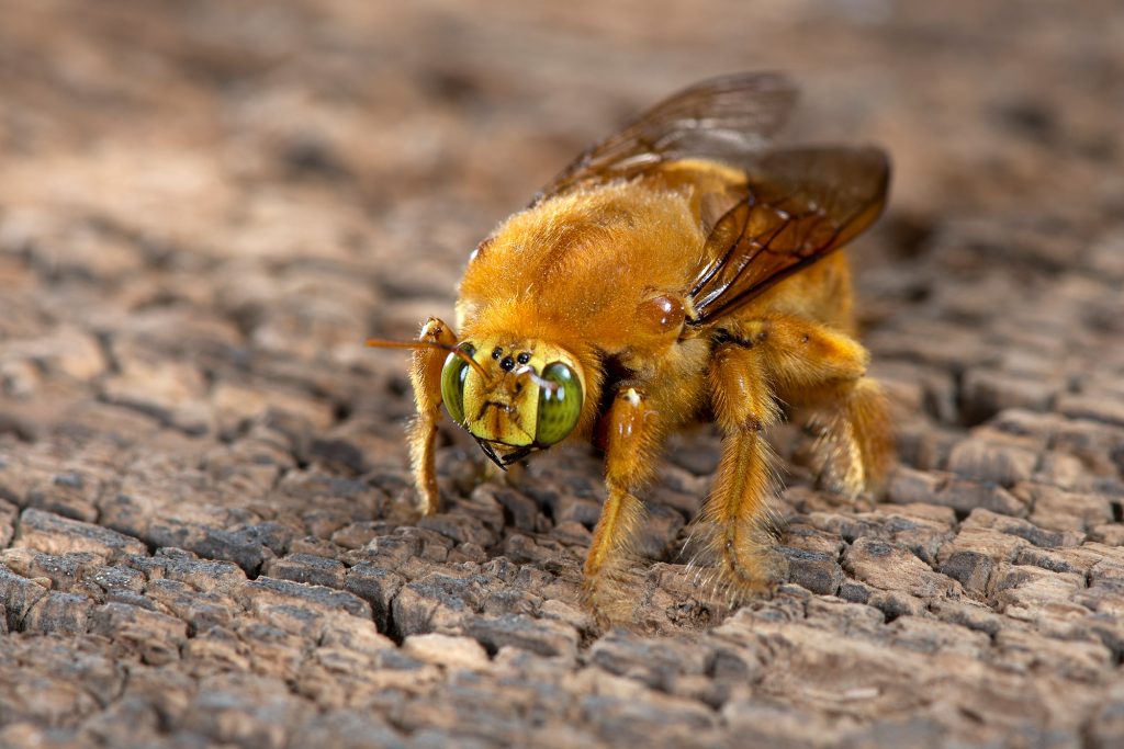 Valley carpenter bee - Gottlieb Native Garden