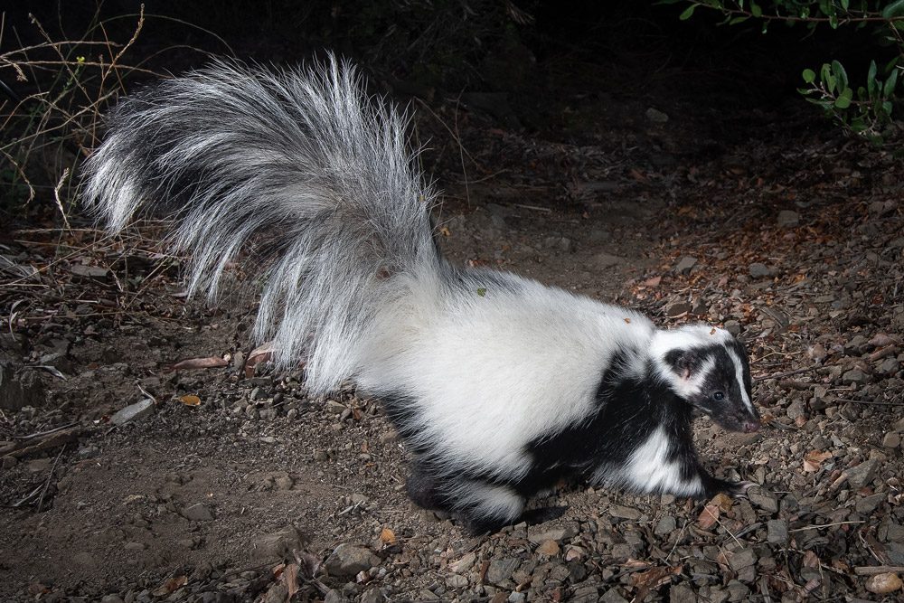 VeryCoolStripedSkunk