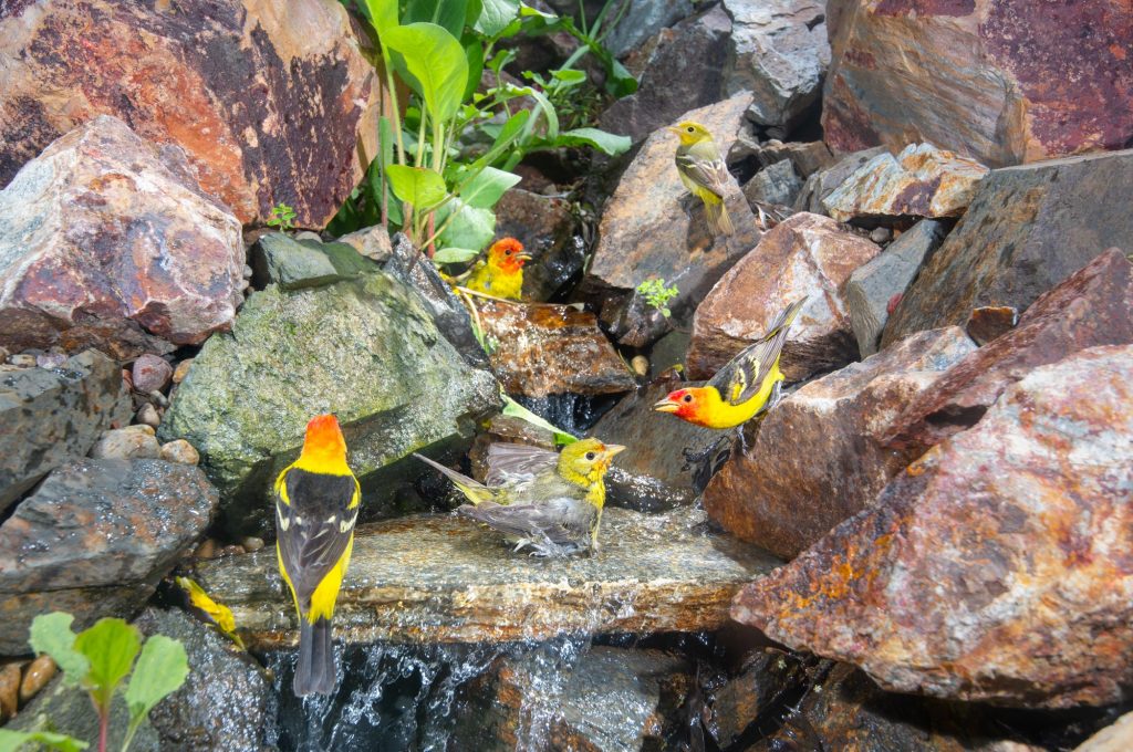 Western Tanager Migration - Gottlieb Native Garden