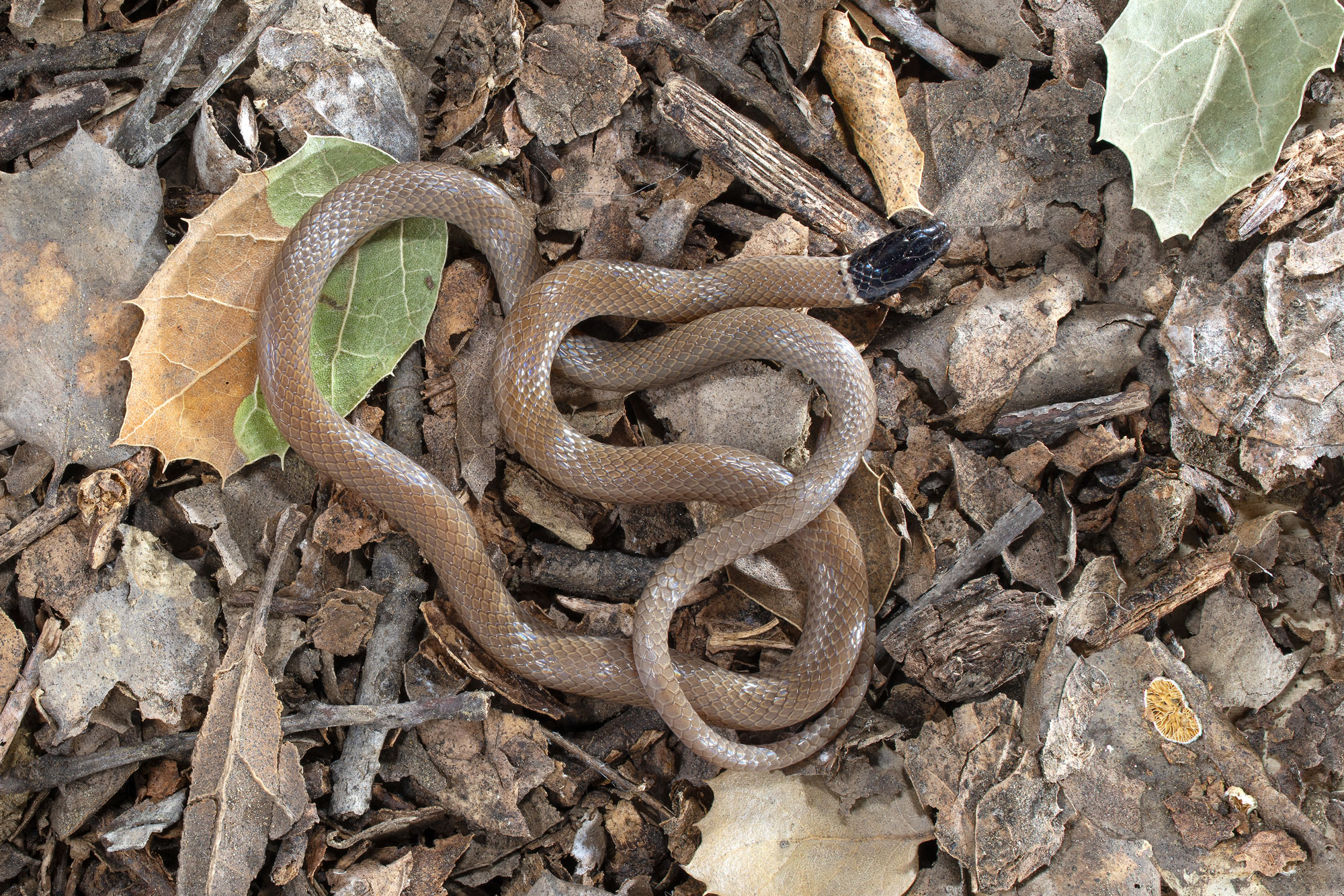 Western Black-headed Snake - Gottlieb Native Garden