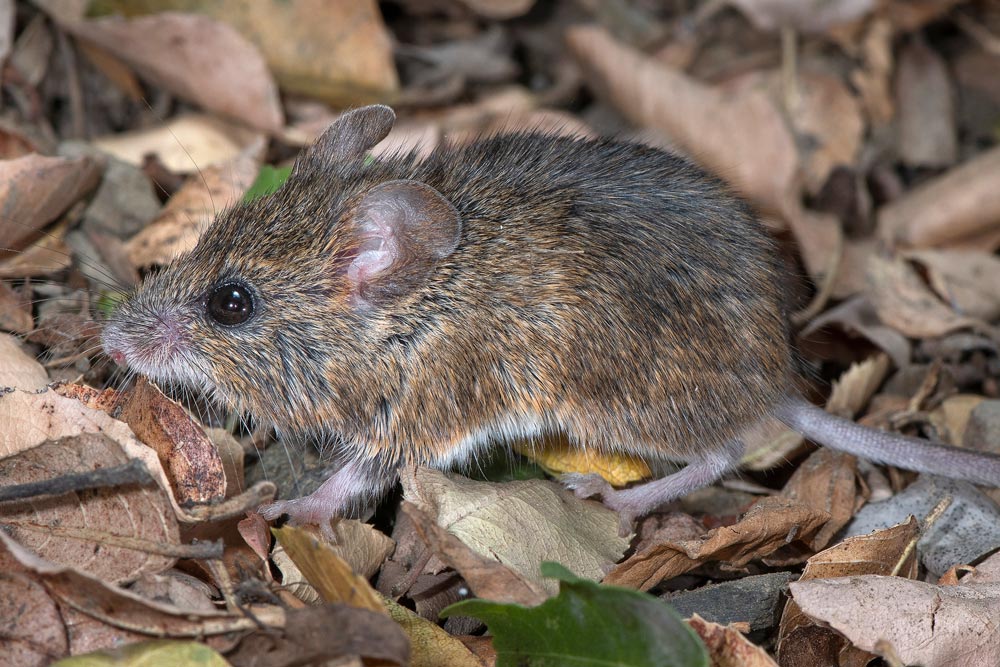 WesternHarvestMouse_03