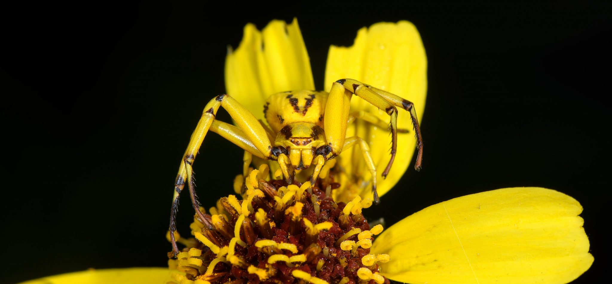 Whitebanded crab spider Gottlieb Native Garden