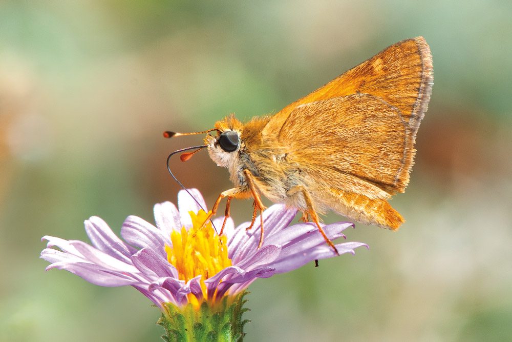 WoodlandSkipper