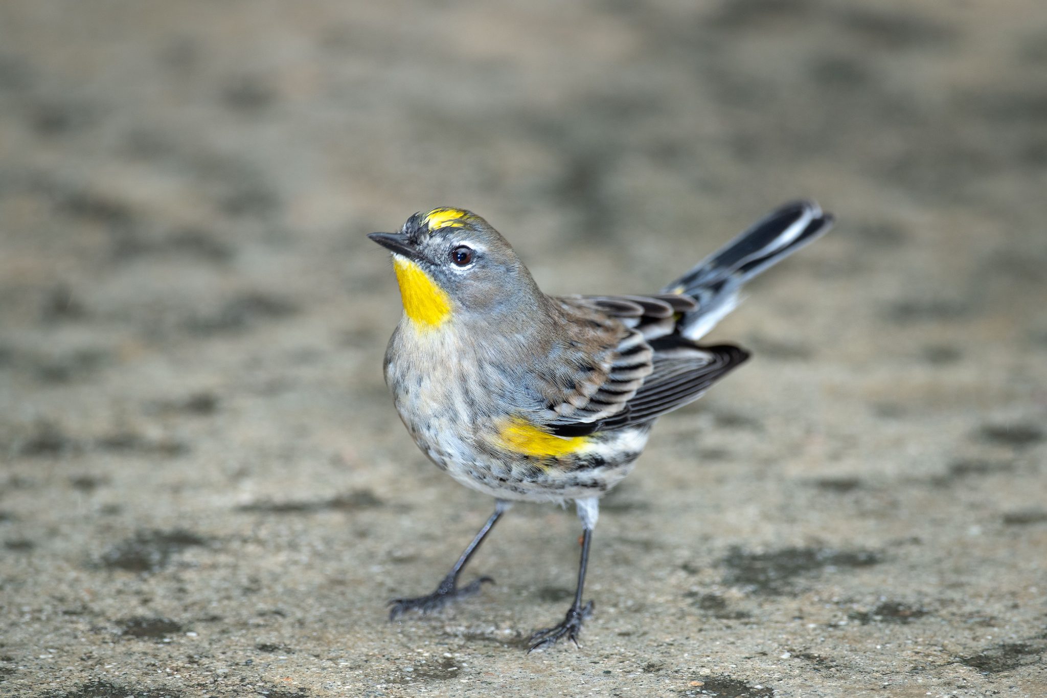 Fall warblers are beginning to arrive - Gottlieb Native Garden