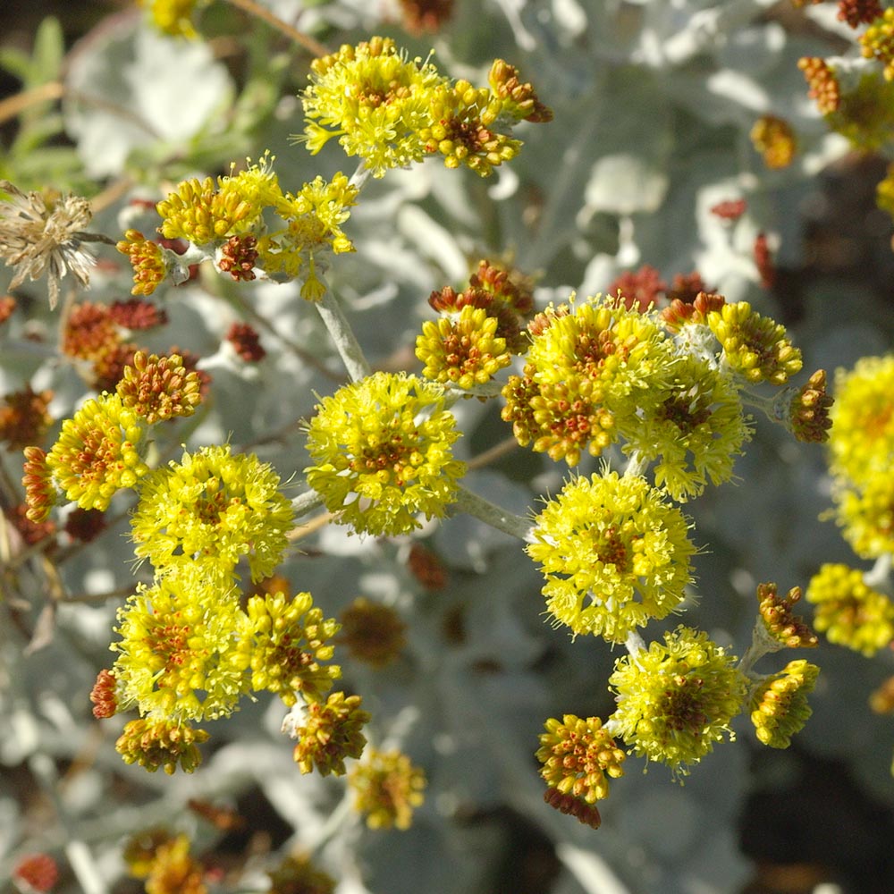 YellowFlowers
