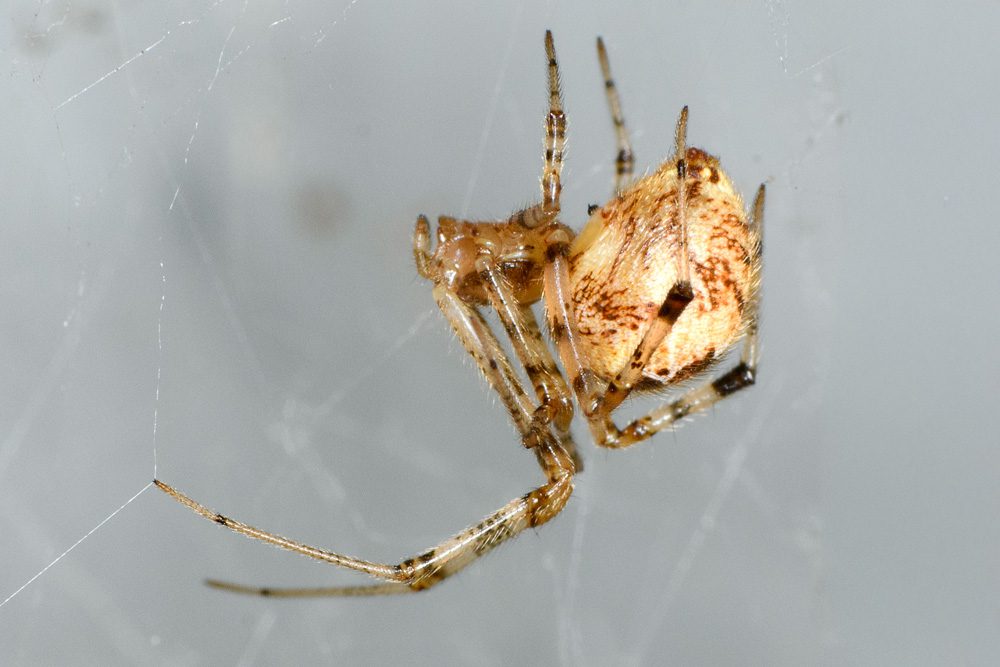 cobwebSpider